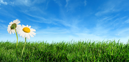 grass