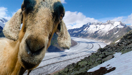 aletsch-goat-small On est pas de moutons! Creative Commons Flickr user daquellamanera & eliya