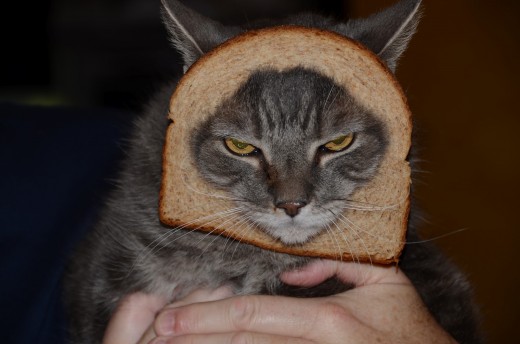 Cats in bread, cat breading